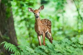 Image d'un bambi dans la forêt 🤩